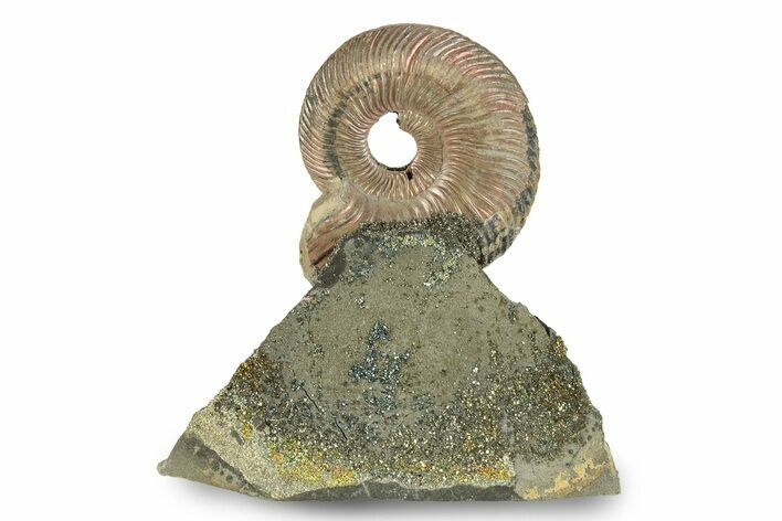 Iridescent, Pyritized Ammonite (Quenstedticeras) Fossil Display #244931